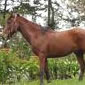 caballo