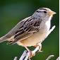 pájaro