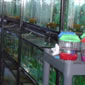 tienda de animales