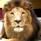león