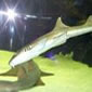 tiburón